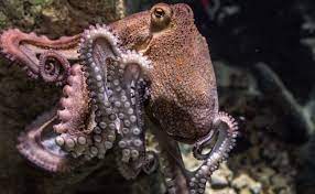 They Do Look Like They Could Be Aliens From Outer Space But Did Octopuses Really Arrive On Earth Millions Of Years Ago Octopus Facts Octopus Octopus Pictures