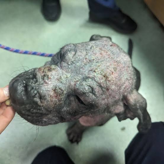Sweet-natured' puppy found tied up in alleyway in 'shocking state' -  Manchester Evening News
