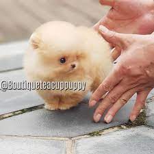 Origin South Korea Shipping Options Available For Direct Shipping For 500 To Select Cities Chicago Los Angeles Dalla Puppy Store Puppies Pomeranian Puppy
