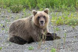 El oso pardo de Kamchatka yace sobre guijarros y parece abrir ligeramente  la boca | Foto Premium