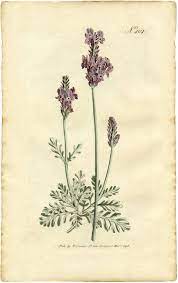 7 Lavender Flower Clip Art Vintage Art Prints Botanical Drawings Botanical Prints