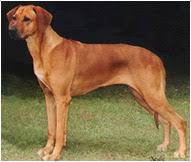 Though the breed was made famous in its native africa. Rhodesian Ridgeback Hunderassen Informationen Zum Rhodesian Ridgeback Hill S