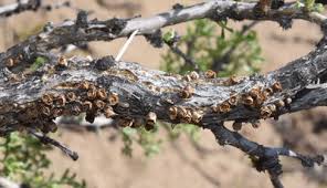 Image result for Apodanthaceae