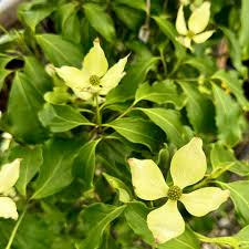 Image result for Cornus