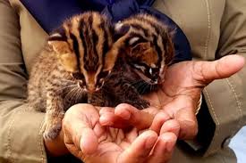 Kucing adalah hewan yang sangat lucu dan mengemaskan. Menyelamatkan Kucing Hutan Macan Rembah Dari Kepunahan Halaman 1 Kompasiana Com