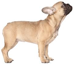 French Bulldog Dog Breed Facts And Information Wag Dog