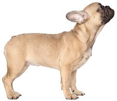 french bulldog dog breed facts and information wag dog