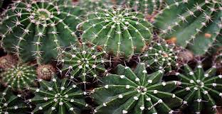 A boar bristle brush (bbb) distributes your hair's natural oils away from your roots and down to the ends of your hair. The Stickler S Guide To Growing A Cactus Indoors Life S Dirty Clean Easy