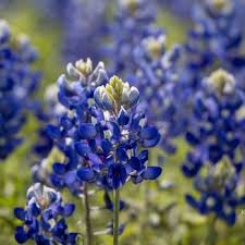 Horseback riding is permitted in other areas of the park. Muleshoe Bend Recreation Area 95 Photos 12 Reviews Parks 2820 County Rd 414 Spicewood Tx Phone Number