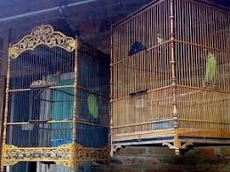 Ciblek kristal sangat mudah untuk dipelihara. 7 Langkah Sukses Ternak Ciblek Untuk Kicaumania Pemula