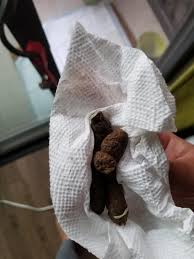 How is it possible to get worms from a dog? Puppy Has Worms Album On Imgur