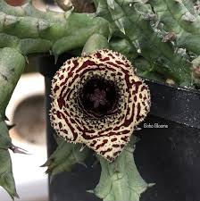 Image result for Huernia volkartii