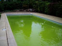 Alerte Algues Taches Vertes Ou Noires Sur Votre Liner Piscine Liner Piscine Piscine Verte Piscine