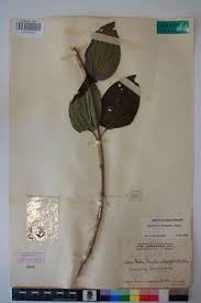 Image result for Dissotis brazzae