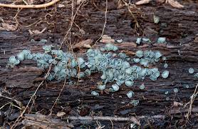 Image result for Chlorosplenium chlora