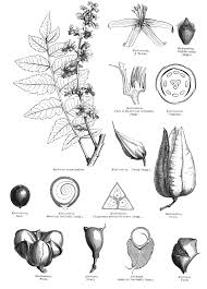 Image result for Sapindaceae