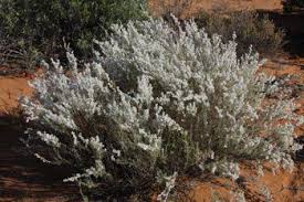 Image result for Eriocephalus microphyllus