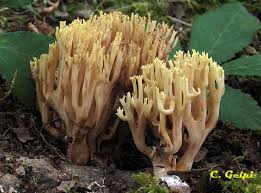 Image result for Ramaria stricta