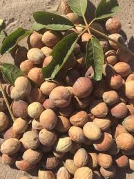 Image result for Schinziophyton rautanenii