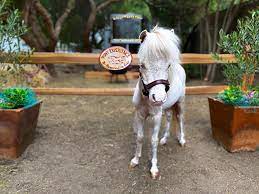 Find opening hours for petting zoos near your location and other contact details such as address, phone number, website. The Pony Experience Glamping With Private Petting Zoo Temecula Updated 2021 Prices