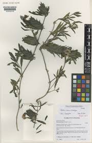 Image result for Barleria tanzaniana