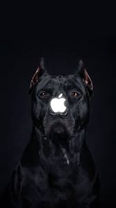 Black And White Pitbull Wallpaper Animal Crossing Wallpaper Reddit Pitbull Dog Corso Dog Dog Wallpaper Iphone