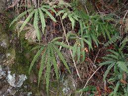 Image result for Adiantum hispidulum