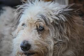 Fast and free shipping available. Free Images Native Dog Outdoor Pedigree Pets Proud Purebred Dog Relaxing Whiskers White Dog Breed Dog Like Mammal Sapsali Snout Fur Dog Breed Group Goldendoodle Dog Crossbreeds Dutch Smoushond Sporting Lucas