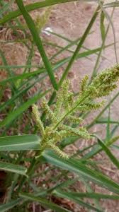 Image result for Echinochloa crus-galli