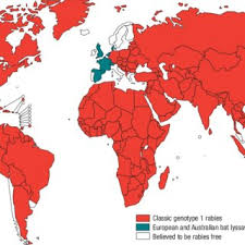 Viral vector vaccines are safe and effective. Pdf Rabies And Envenomings A Neglected Public Health Issue Report Of A Consultative Meeting World Health Organization Geneva 10 January 2007