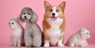 It is caused by uncontrolled cell growth, and affects a wide range of cell types and organs in the body. Is Radon Dangerous To Cats