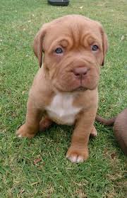 Old English Bulldog Pitbull Mix My Dog Now Zues Is Freakin Huge Has The Same Baby Face But Bigger Its Am English Mastiff Puppies Giant Dog Breeds Puppies