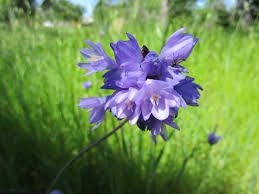 Image result for Dicoma capensis