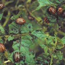 Organic pest control for gardens (natural options). Pdf Colorado Beetle Pest On The Move