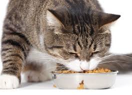 grandorf korm dlya koshek klassa holistik s optimalnym sostavom smotri bolshe http kot pes com grandorf korm dlya koshek cat nutrition cats food animals