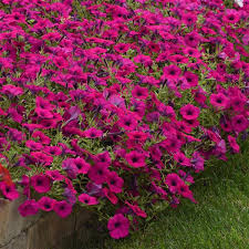 I started off with 1,008 and you can watch my success's and. Wave Purple Classic Spreading Petunia