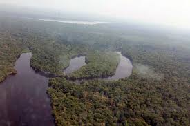 Image result for Rhytachne subgibbosa