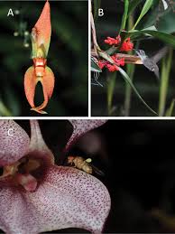 Image result for Polystachya cribbiana