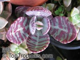 Kalanchoe Humilis Red Succulents Rare Succulents Planting Succulents