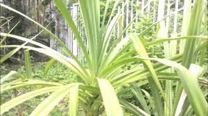 Image result for Pandanus odoratissimus