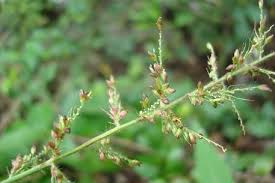 Image result for Setaria barbata
