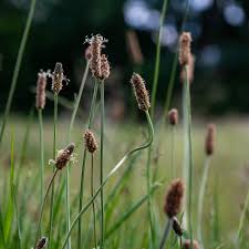 Image result for Eleocharis minuta