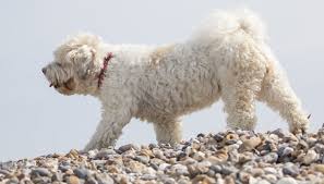 Our teddy bears are only available from our network of families around the greenville, sc, area. Shichon Teddy Bear Dog Breed Information All Things Dogs All Things Dogs