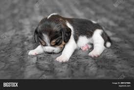 Beagles are attentive but never belligerent. Cute Newborn Beagle Image Photo Free Trial Bigstock