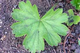 Image result for Pelargonium domesticum round-leaved bushy