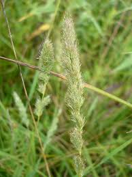 Image result for Gutenbergia polytrichomata