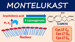 Montelukast Mechanism Side Effects And Uses Youtube