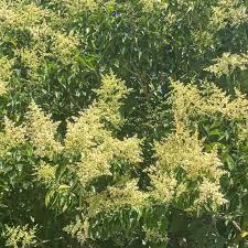 Image result for Ligustrum lucidum
