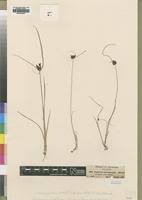 Image result for Pycreus aethiops