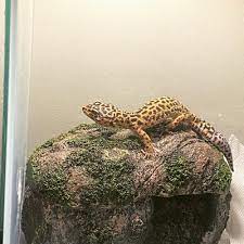 The zorilla, or striped polecat, for example, has gained the reputation. Nj Exotic Pets 78 Photos 76 Reviews Pet Stores 25 Union St Lodi Nj United States Phone Number